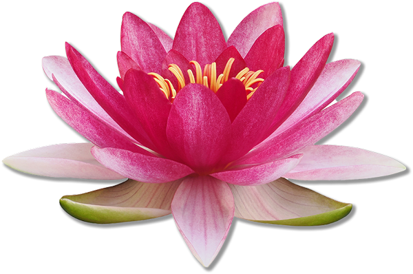nourishing-life-lotus-flower